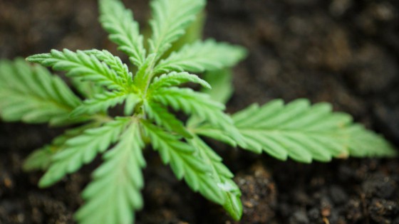 what does cbd stand for